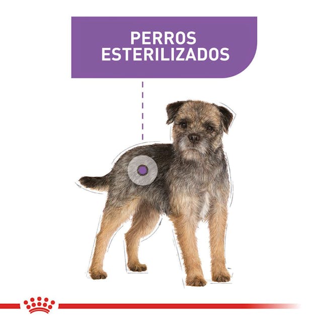 Royal Canin Sterilised Mini Canine 3kg